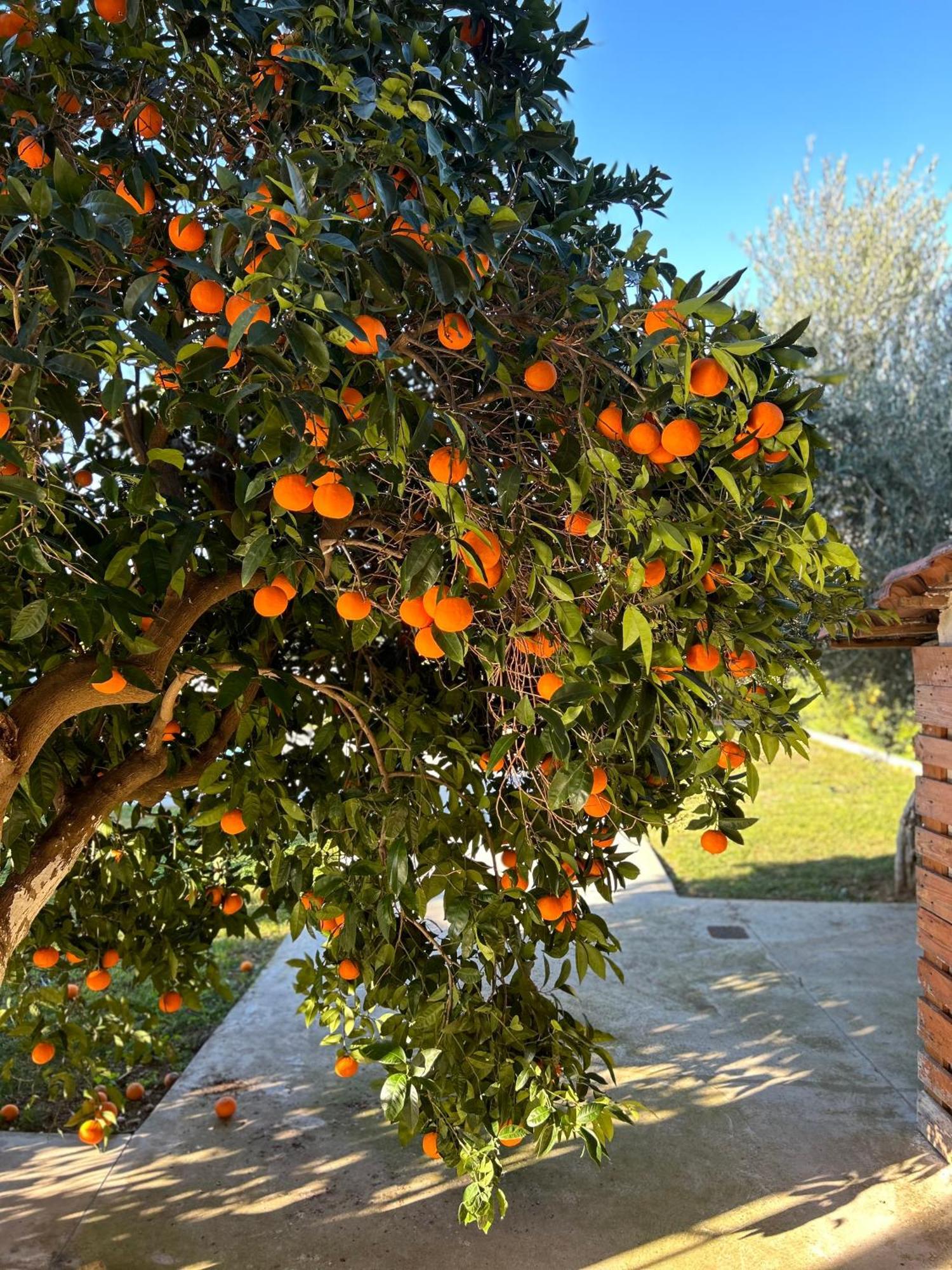 Ferienwohnung The Orange Garden Nafplio Exterior foto