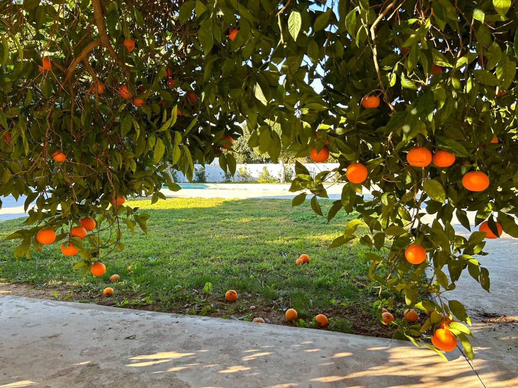 Ferienwohnung The Orange Garden Nafplio Exterior foto